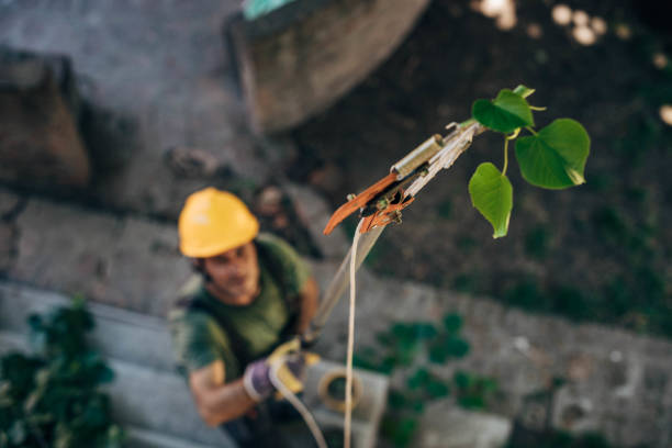 How Our Tree Care Process Works  in  Union, MO